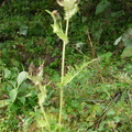 Cirsium oleraceum x spinos:,vers combe des fours-le Reposoir-03:09:2012 (2)