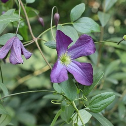 Clematis