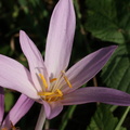 Colchicum automnale, Lully-23:08:2012 (2)