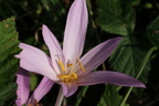 Colchicum automnale, Lully-23:08:2012 (2)