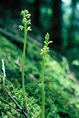 Corallorhiza trifida Thorens-gl: Pierre taillée  2:6:78 -D:Jordan