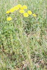 Crepis taraxacifolia, Musièges-04:04:2014