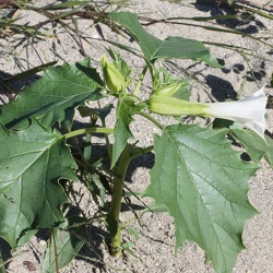 Datura