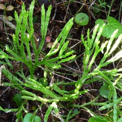 Diphasiastrum