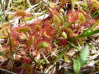 Drosera rotundifolia-tourb: de prat-quemond-31:05:10: (2)