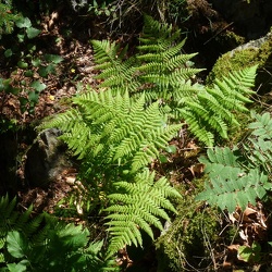 Dryopteridacées