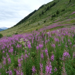Epilobium
