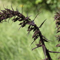 Epipactis purpurata, Planbois,sect: ancienne décharge de Bons-10:06:2012 (2)