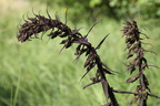 Epipactis purpurata, Planbois,sect: ancienne décharge de Bons-10:06:2012 (2)