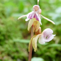Epipogium