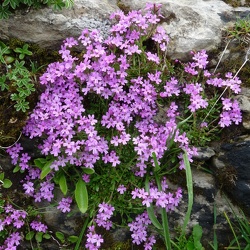 Erinus (ancien)