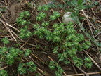 Euphorbia falcata,a Chenex-DJ:25:08:09: