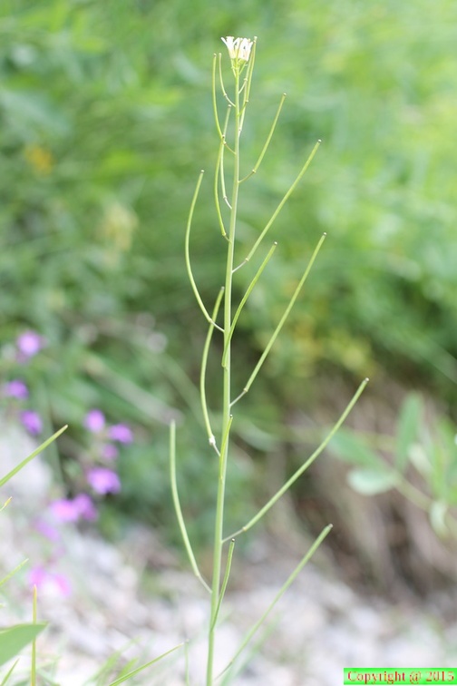 Arabis pauciflora = Fourrea alpina, au NO: col des Aravis-11:07:2012 