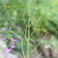 Arabis pauciflora = Fourrea alpina, au NO: col des Aravis-11:07:2012 