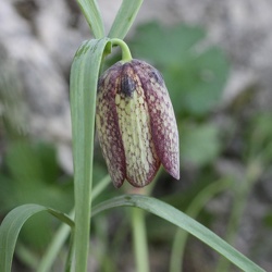 Fritillaria