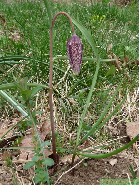 Fritillaria meleagris (introduit),col de ludran-Viuz en S:-09:04:2012 (2)