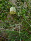 Fritillaria sp: -Clue de Barles: 04:- 06:05:2014
