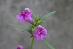 Galeopsis angustifolia, cult: a Lully-07:08:2012