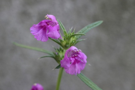 Galeopsis angustifolia, cult: a Lully-07:08:2012