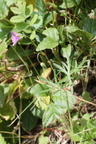 Geranium columbinum,  le petit mont-Bellevaux-10:07:2013