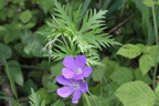 Geranium pratense, subspont:-Planbois,sect: Combasson-06:06:2014