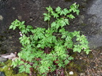 Geranium purpureum, sud monast: visitation-Thonon-01:05:2012