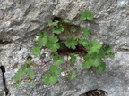 Geranium rotundifolium a Balazuc-07-17:05:2013