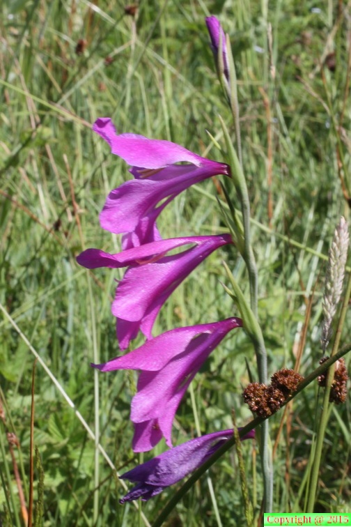 Gladiolus palustris, Prairie des Reulands-Sciez-13:06:2014