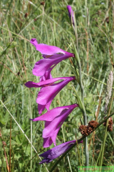 Gladiolus_palustris,_Prairie_des_Reulands-Sciez-13:06:2014.JPG