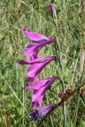 Gladiolus palustris, Prairie des Reulands-Sciez-13:06:2014