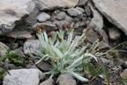 Gnaphalium supinum, aravis, combe de la balme,a 2400m:-13:08:2012 (4)
