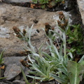 Gnaphalium supinum, aravis, combe de la balme,a 2400m:-13:08:2012 (5)