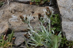 Gnaphalium supinum, aravis, combe de la balme,a 2400m:-13:08:2012 (5)