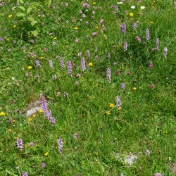 Gymnadenia