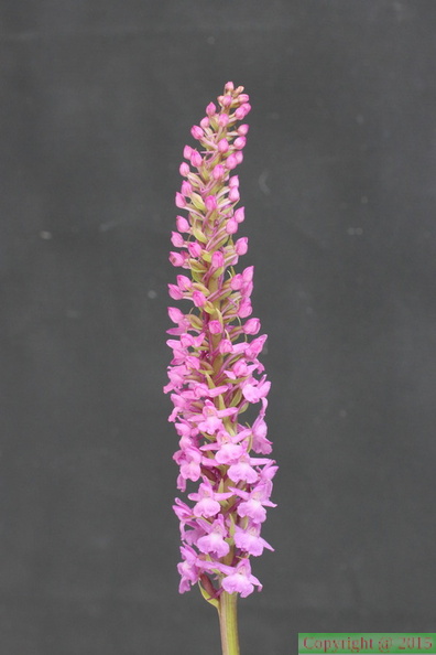 Gymnadenia densiflora, origine-O: Colombaz,1560m:-Les Conta:-12:07 (2)