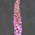 Gymnadenia densiflora, origine-O: Colombaz,1560m:-Les Conta:-12:07 (2)