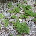 Gymnocarpium robertianum ,cascade du hérisson-Jura-31:05:2012 (2)