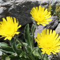 Hieracium alpinum, Bérard près refuge-Vallorc:-20:08:2012 (2)