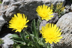Hieracium alpinum, Bérard près refuge-Vallorc:-20:08:2012 (2)