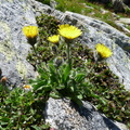 Hieracium alpinum -le plan de l'aiguille-Chamonix-09:08:10