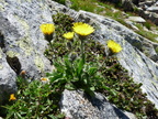Hieracium alpinum -le plan de l'aiguille-Chamonix-09:08:10