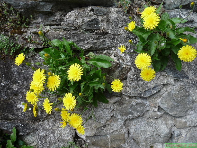 Hieracium_humile_-cultivée_a_lully-06:06:10:_(2).JPG