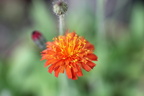 Hieracium stoloniferum, cult: a lully-17:06:2012