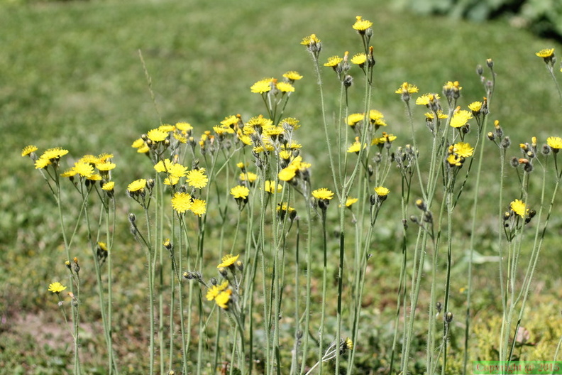 Hieracium anchusoides,cult: a lully-02:06:2012