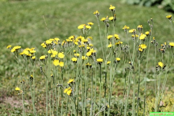 Hieracium anchusoides,cult: a lully-02:06:2012