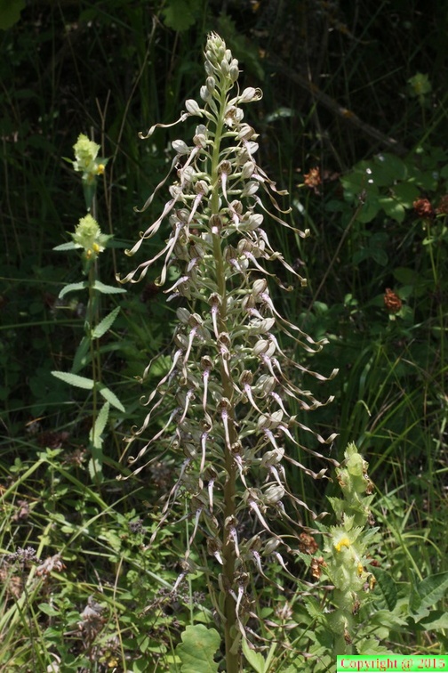 Himantoglossum hircinum, Jonzier-Epagny-14:06:2014