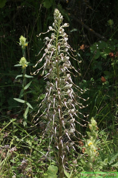 Himantoglossum hircinum, Jonzier-Epagny-14:06:2014