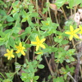 Hypericum humifusum, Montbout, Vollore M: 63-06:09:2014