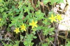 Hypericum humifusum, Montbout, Vollore M: 63-06:09:2014