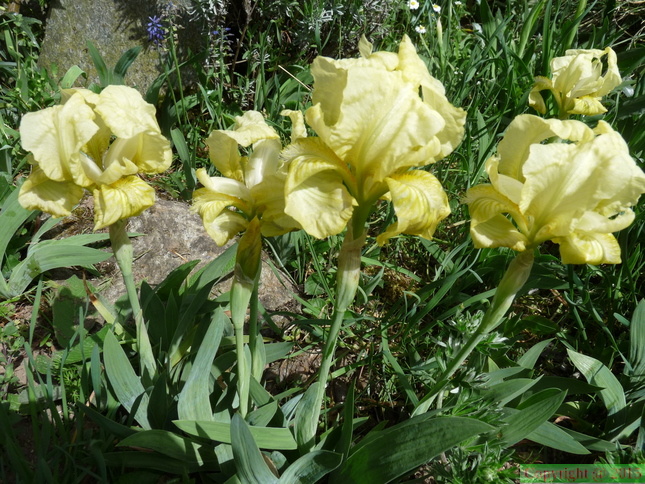 Iris lutescens,cult: a lully-10:04:11